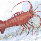 Lobster FLA.JPG
