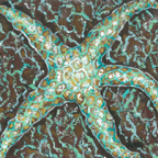 mosaic starfishlow res